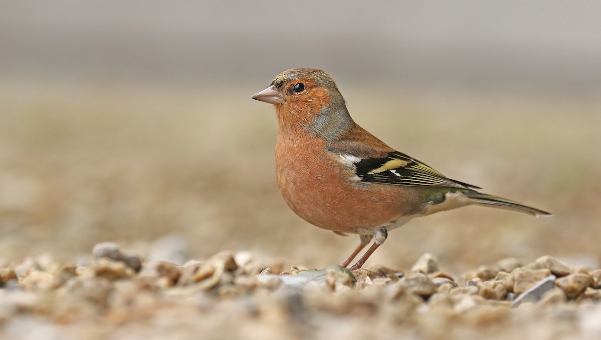 Common Chaffinch - ML35496601