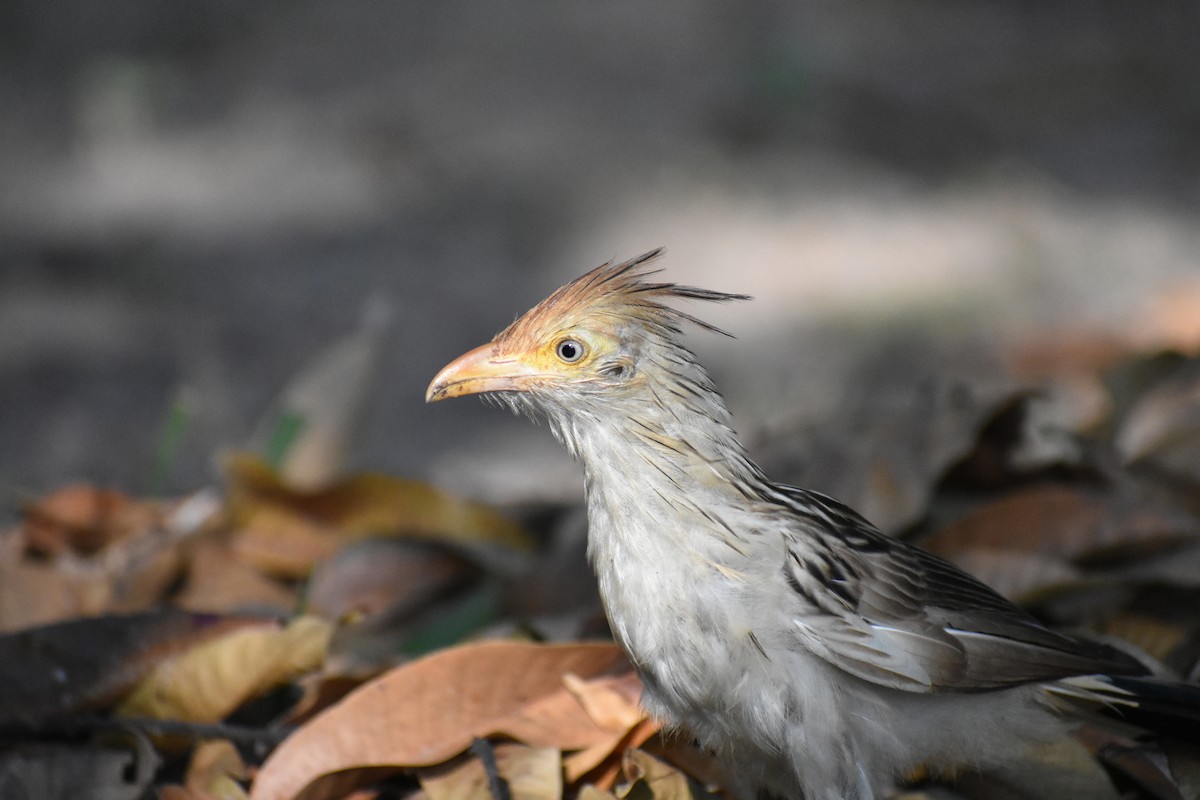 Guira Cuckoo - ML354966101