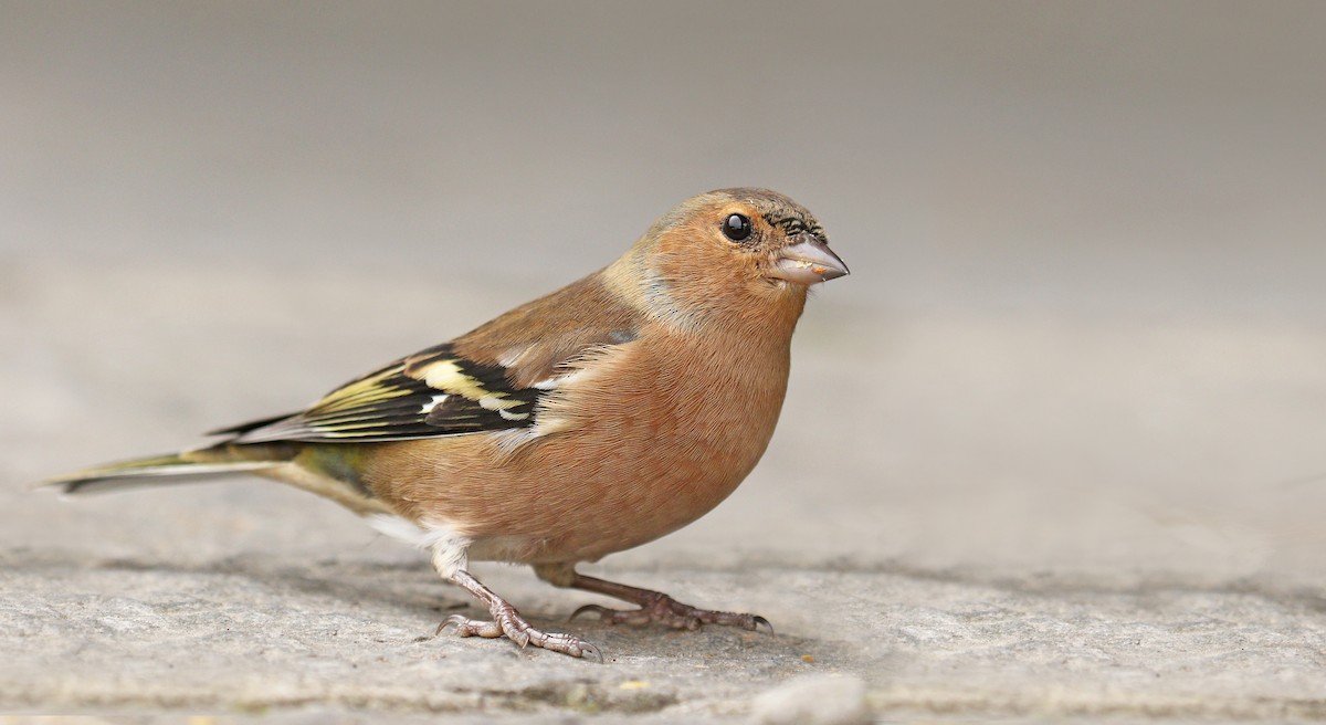 Common Chaffinch - ML35496661