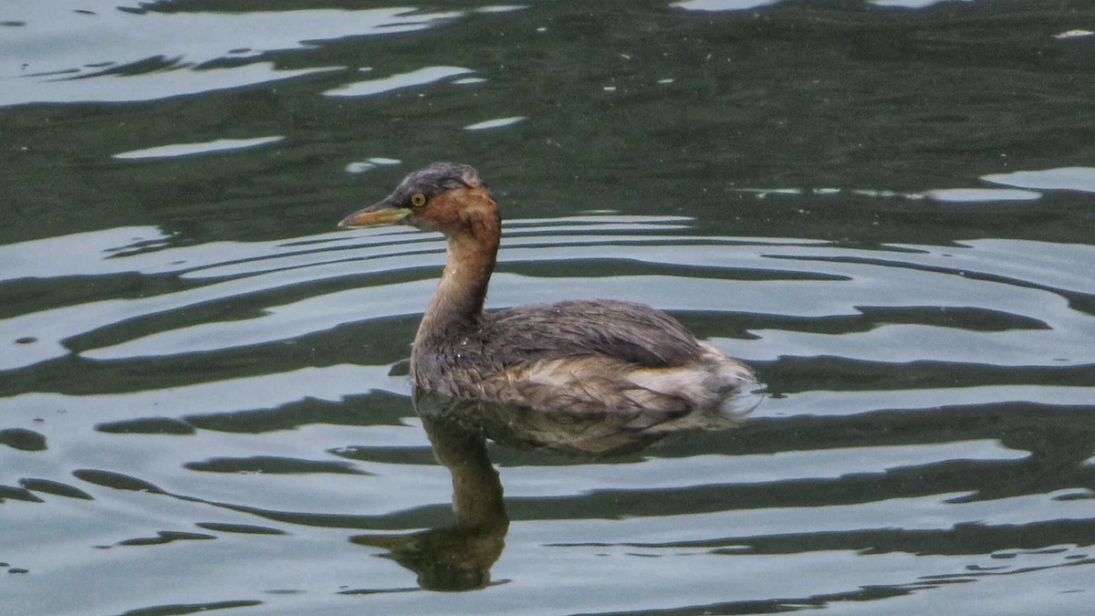 Little Grebe - ML354966641