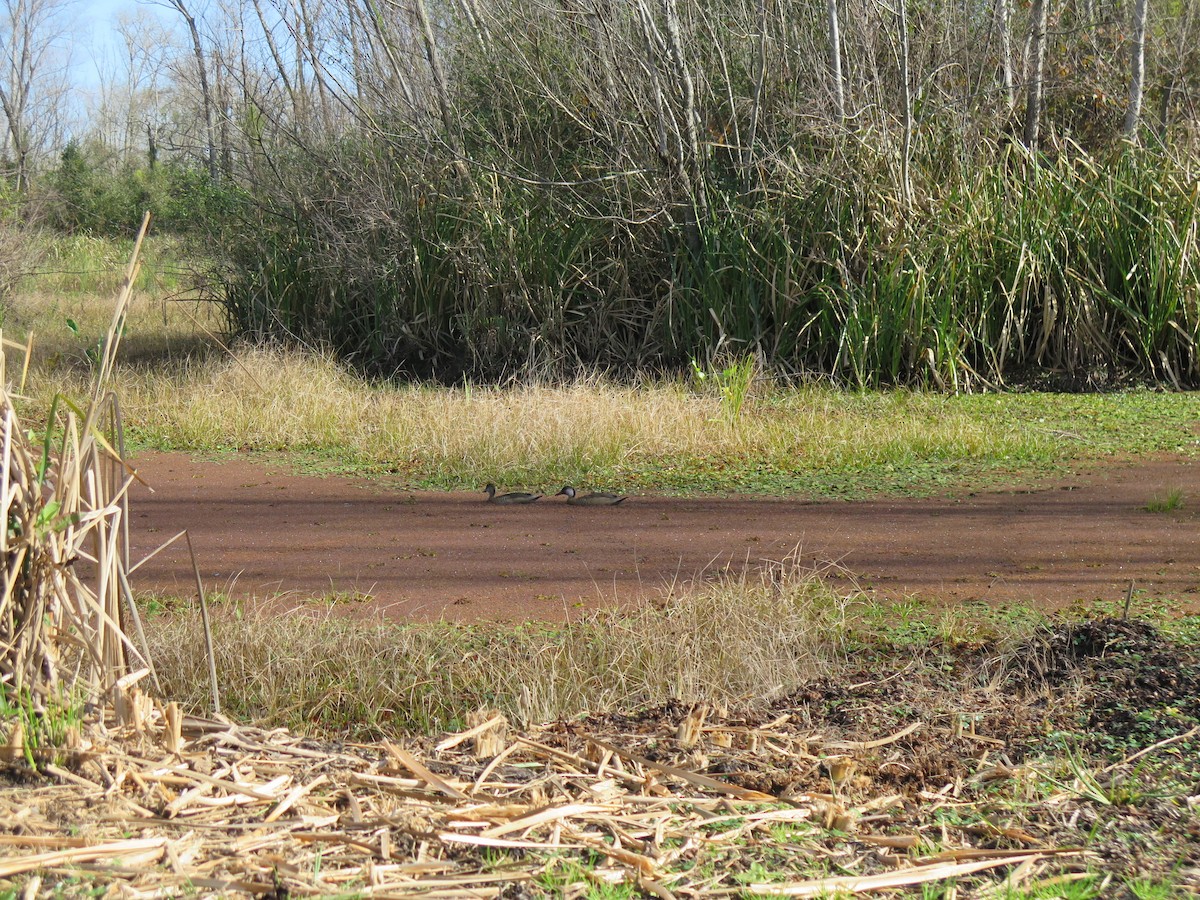 Amazonasente - ML354967081