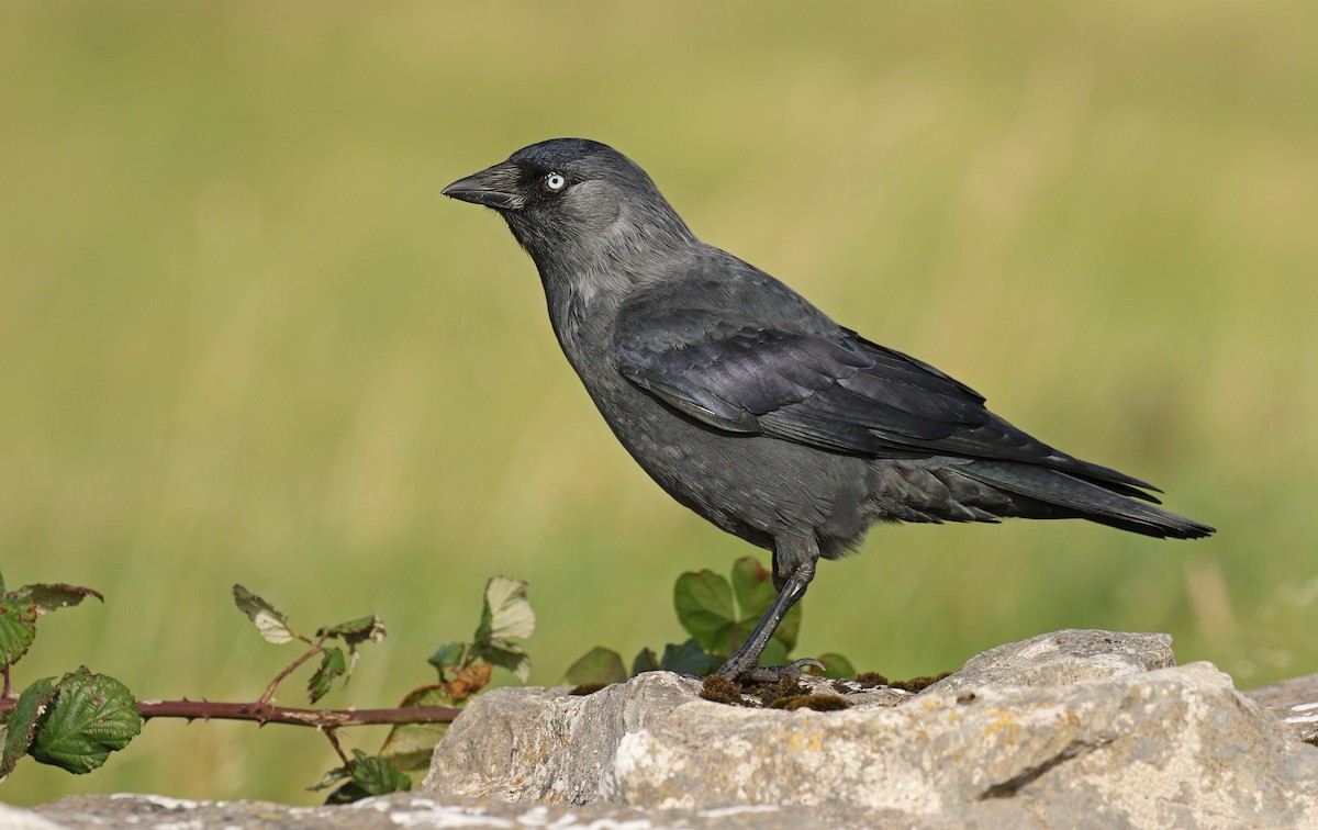 Eurasian Jackdaw - Ryan Schain