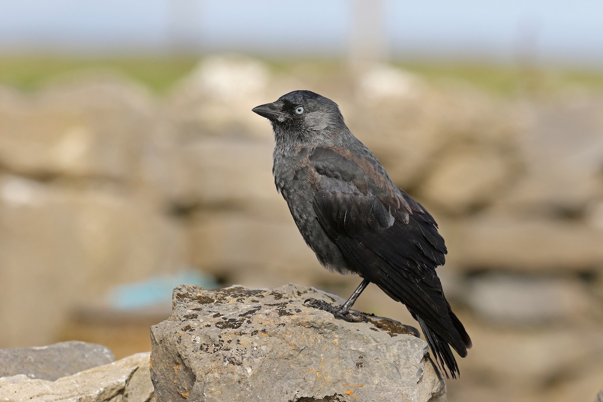 Eurasian Jackdaw - ML35496891