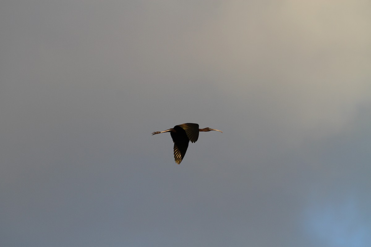 Glossy Ibis - ML354969091