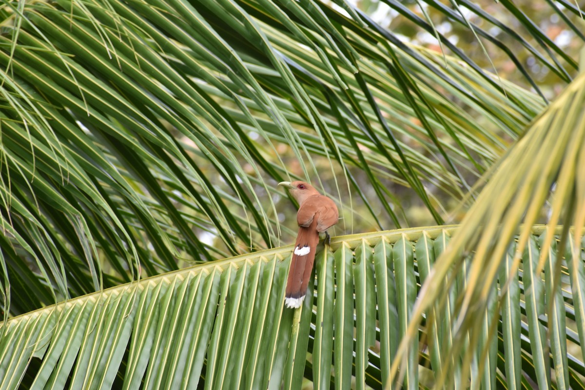 Squirrel Cuckoo - ML354969641