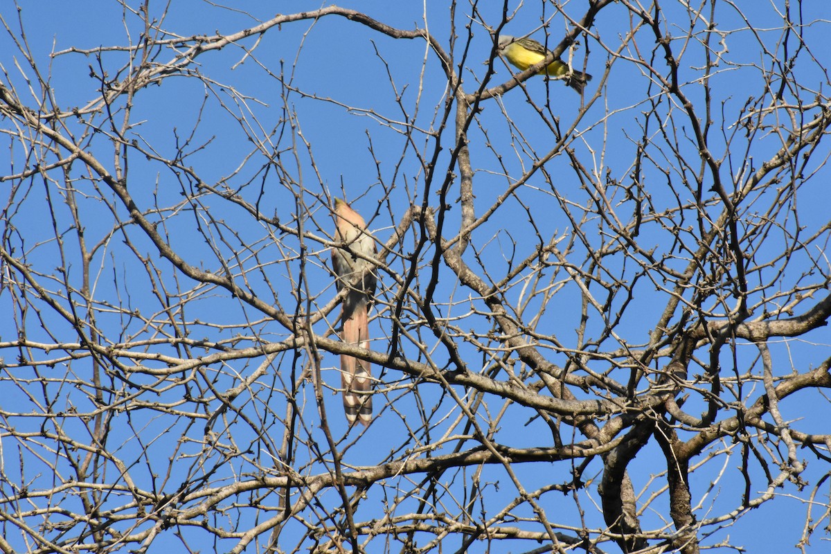 Squirrel Cuckoo - ML354969731
