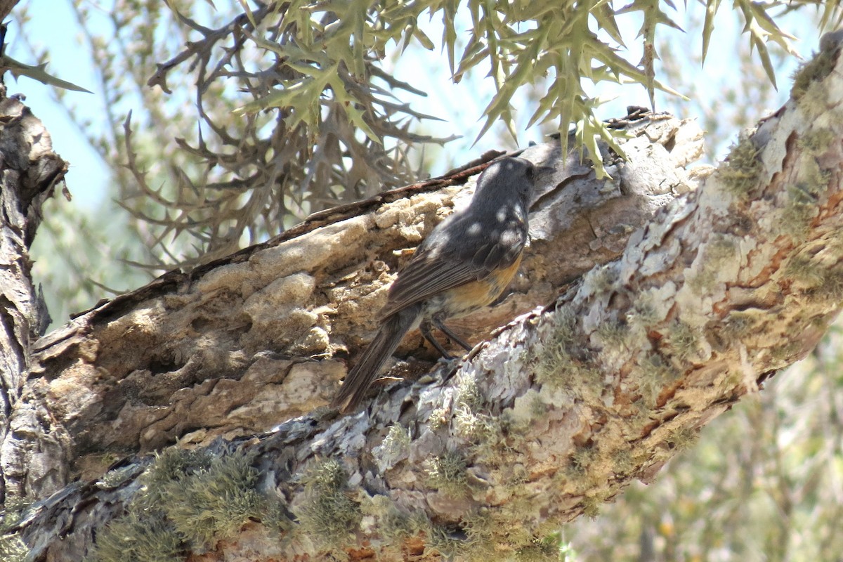 Littoral Rock-Thrush - ML35497001