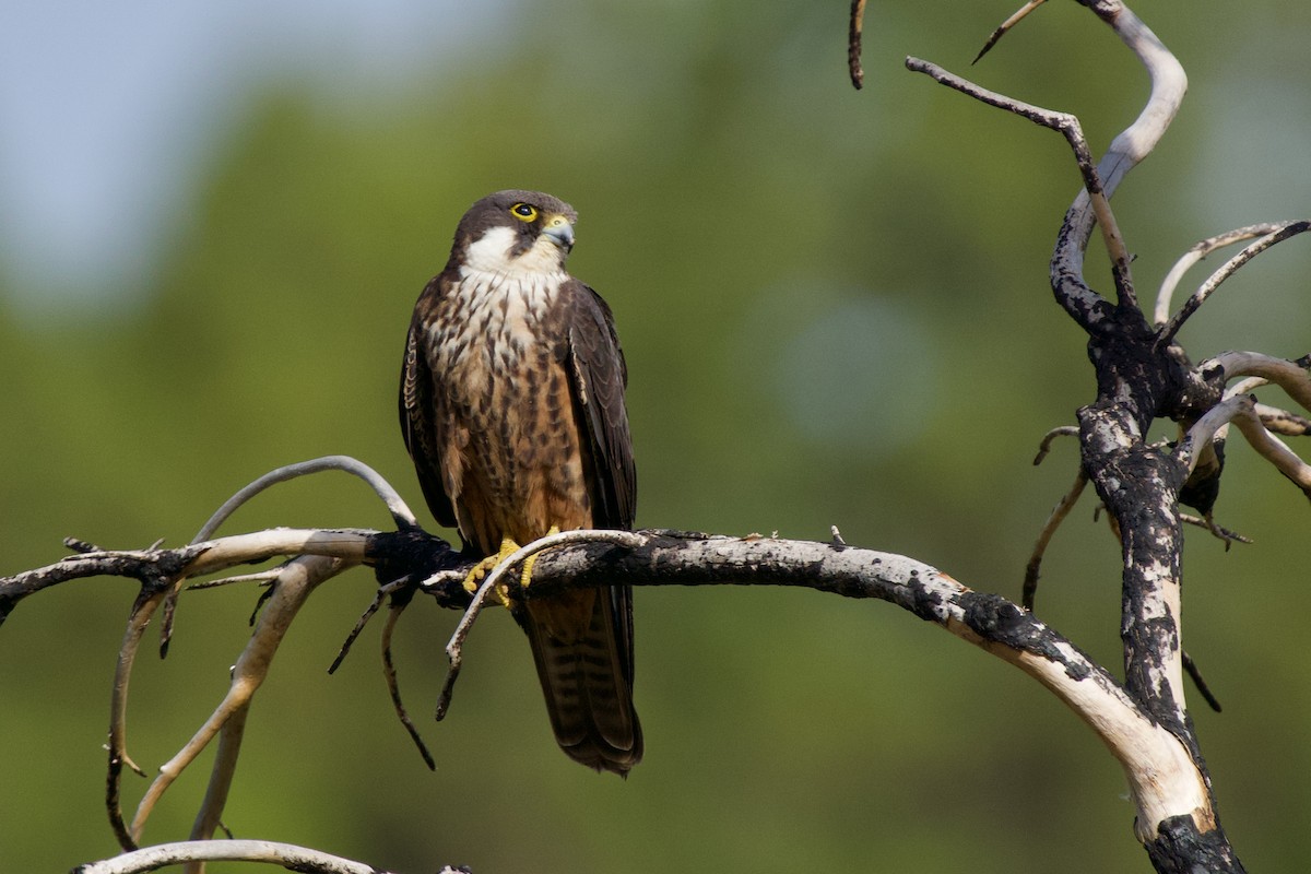 Eleonora's Falcon - Alberto Aguiar Álamo