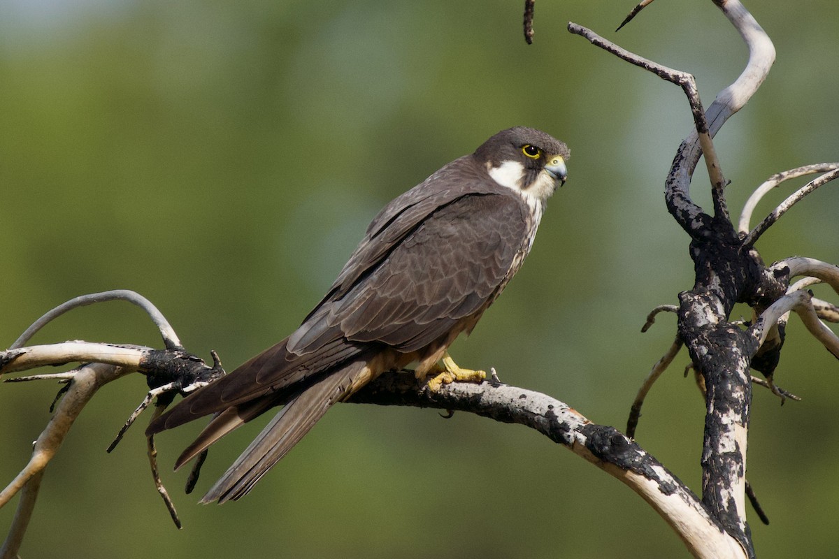 Eleonora's Falcon - Alberto Aguiar Álamo