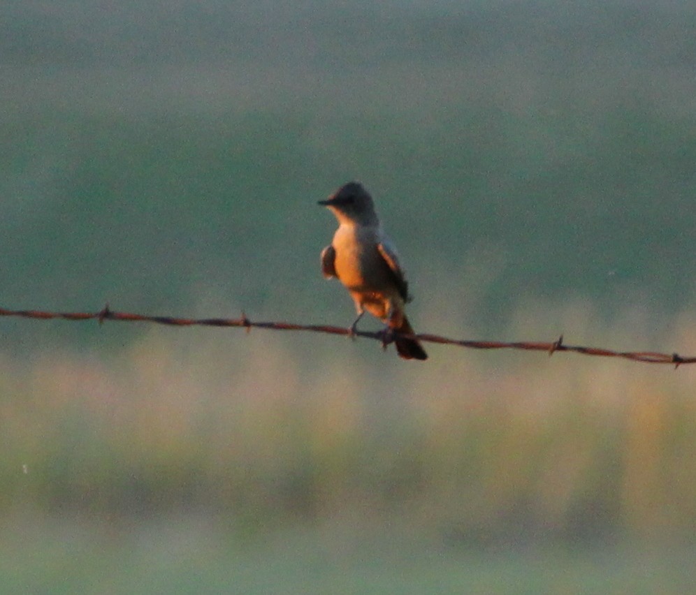 Say's Phoebe - ML35497011