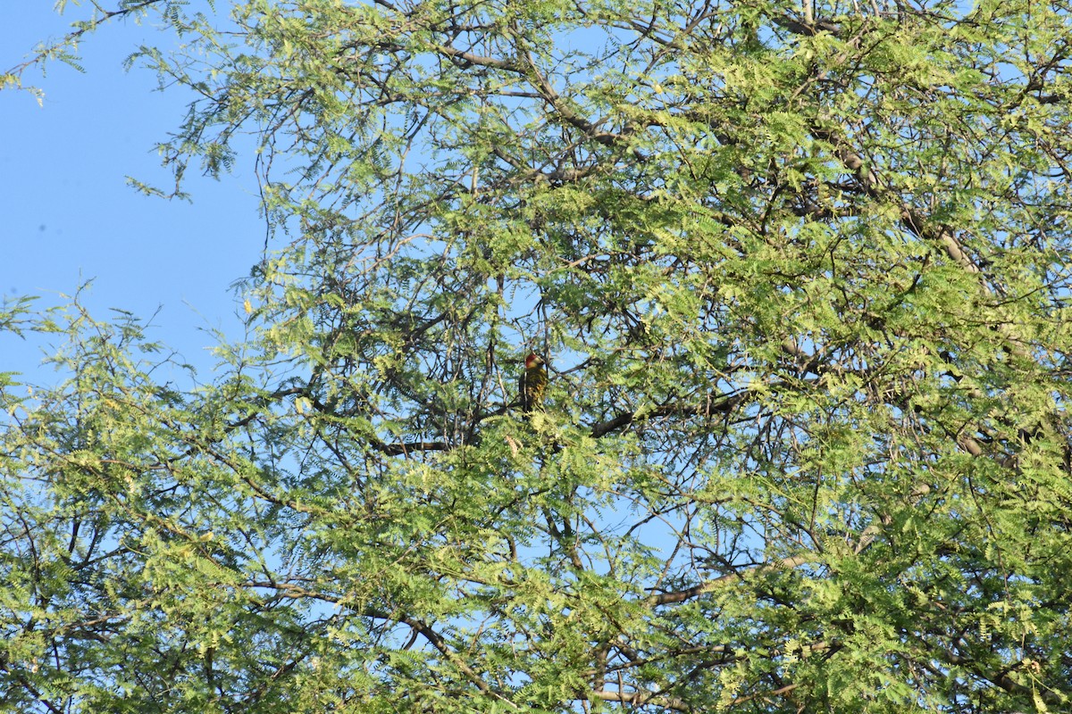 Green-barred Woodpecker - ML354970311