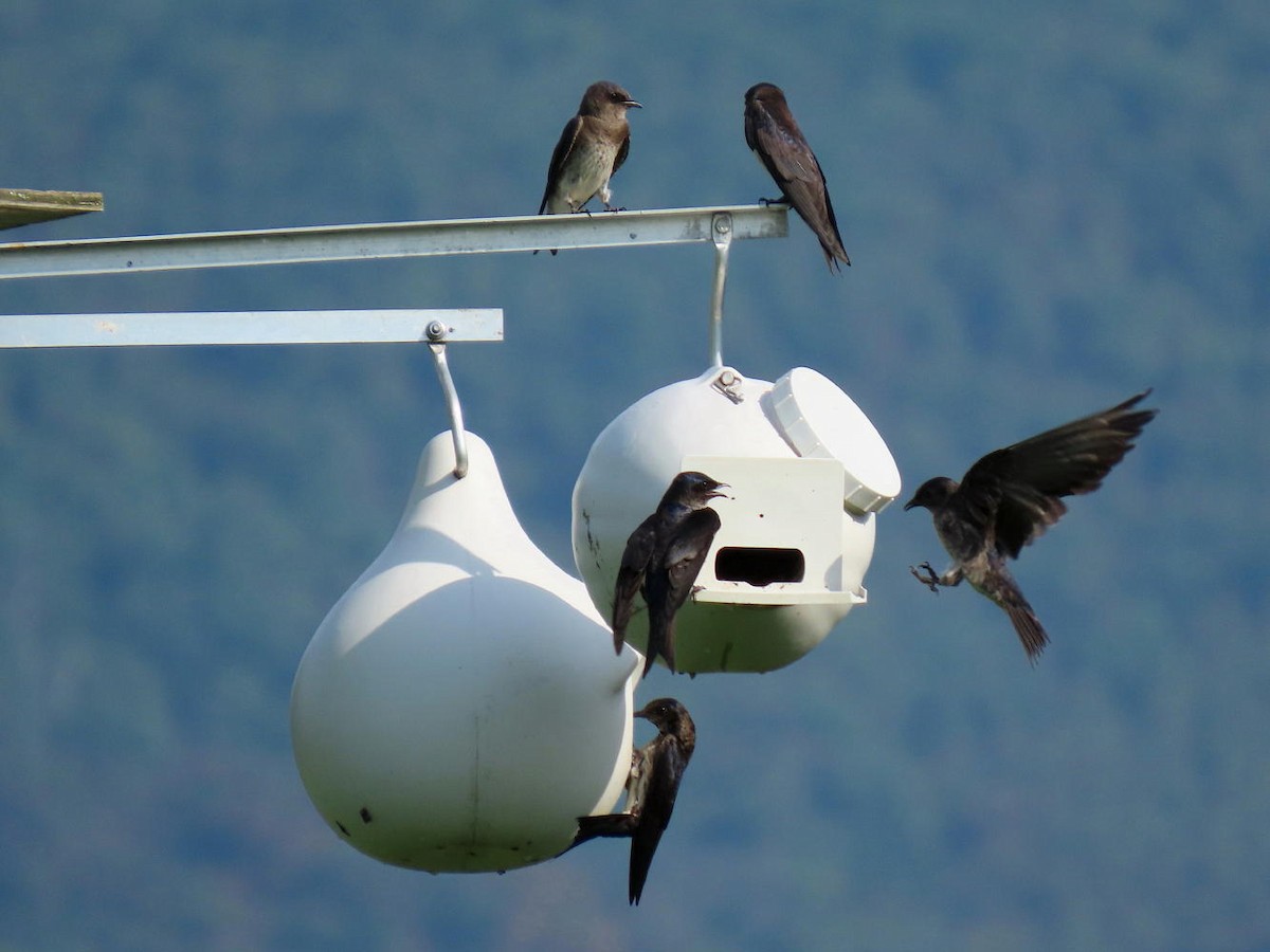 Purple Martin - David Cooney Jr