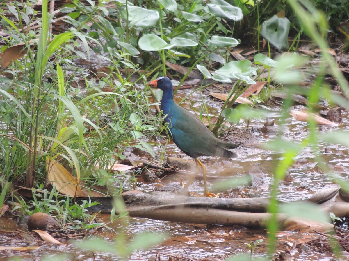 Purple Gallinule - Elkin Sevilla