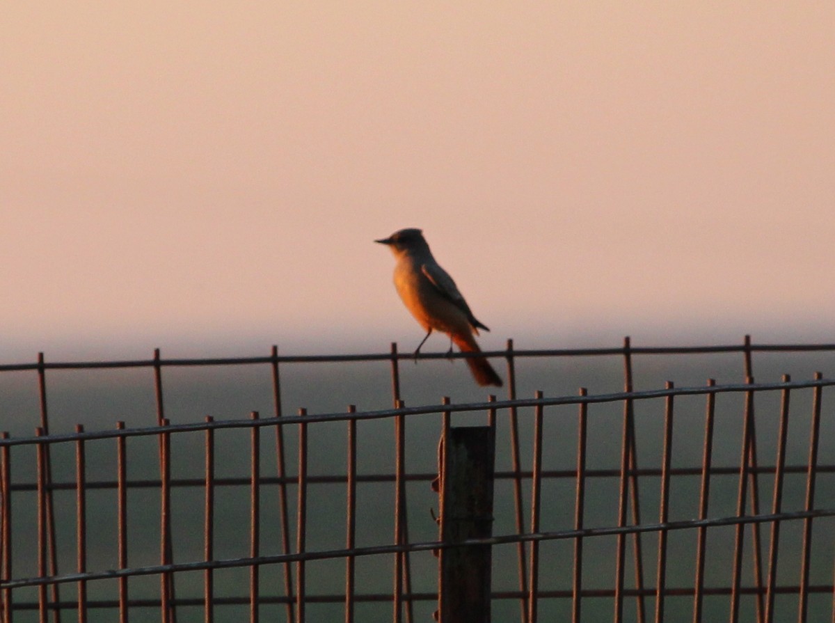 Say's Phoebe - ML35497101