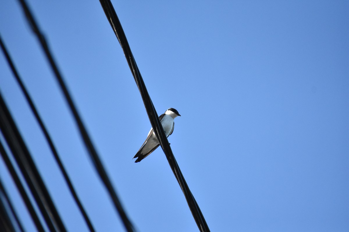 White-winged Swallow - ML354971321