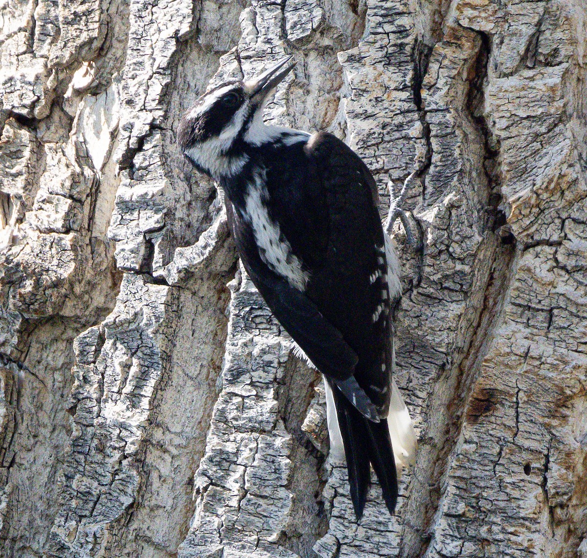 Hairy Woodpecker (Pacific) - ML354971341