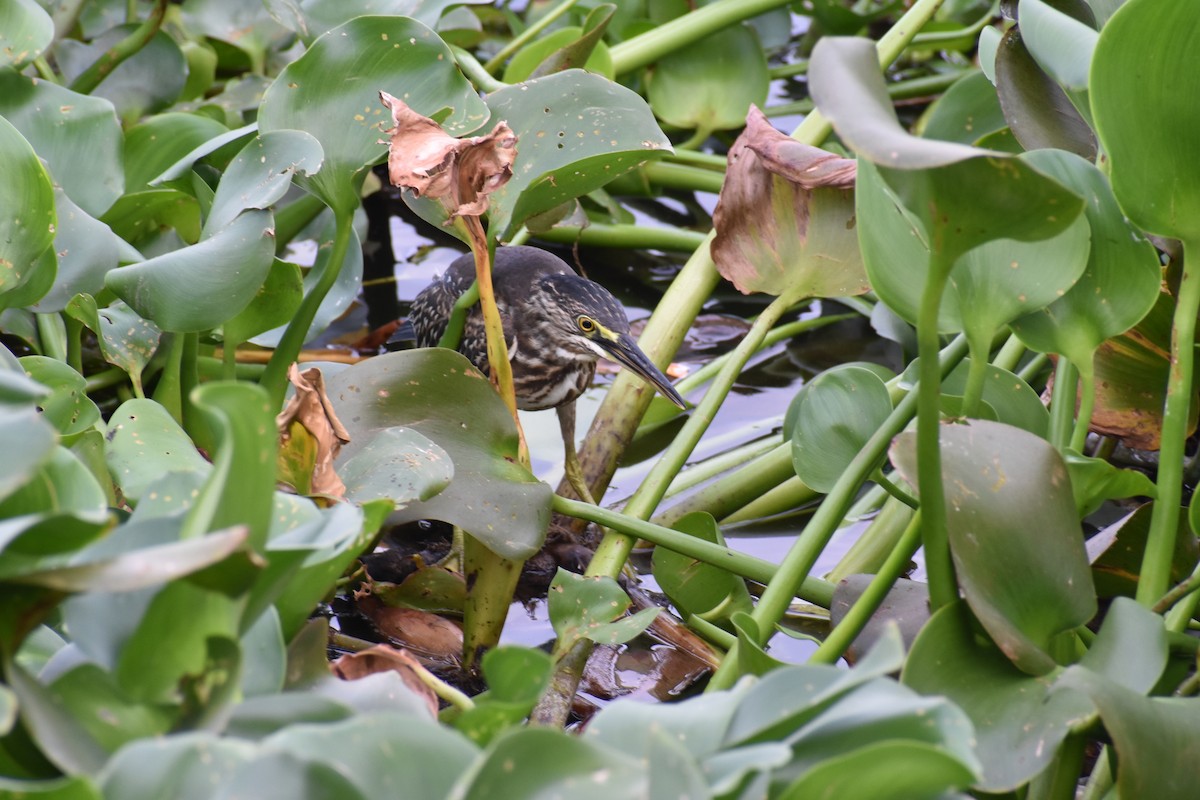 Striated Heron - ML354971541