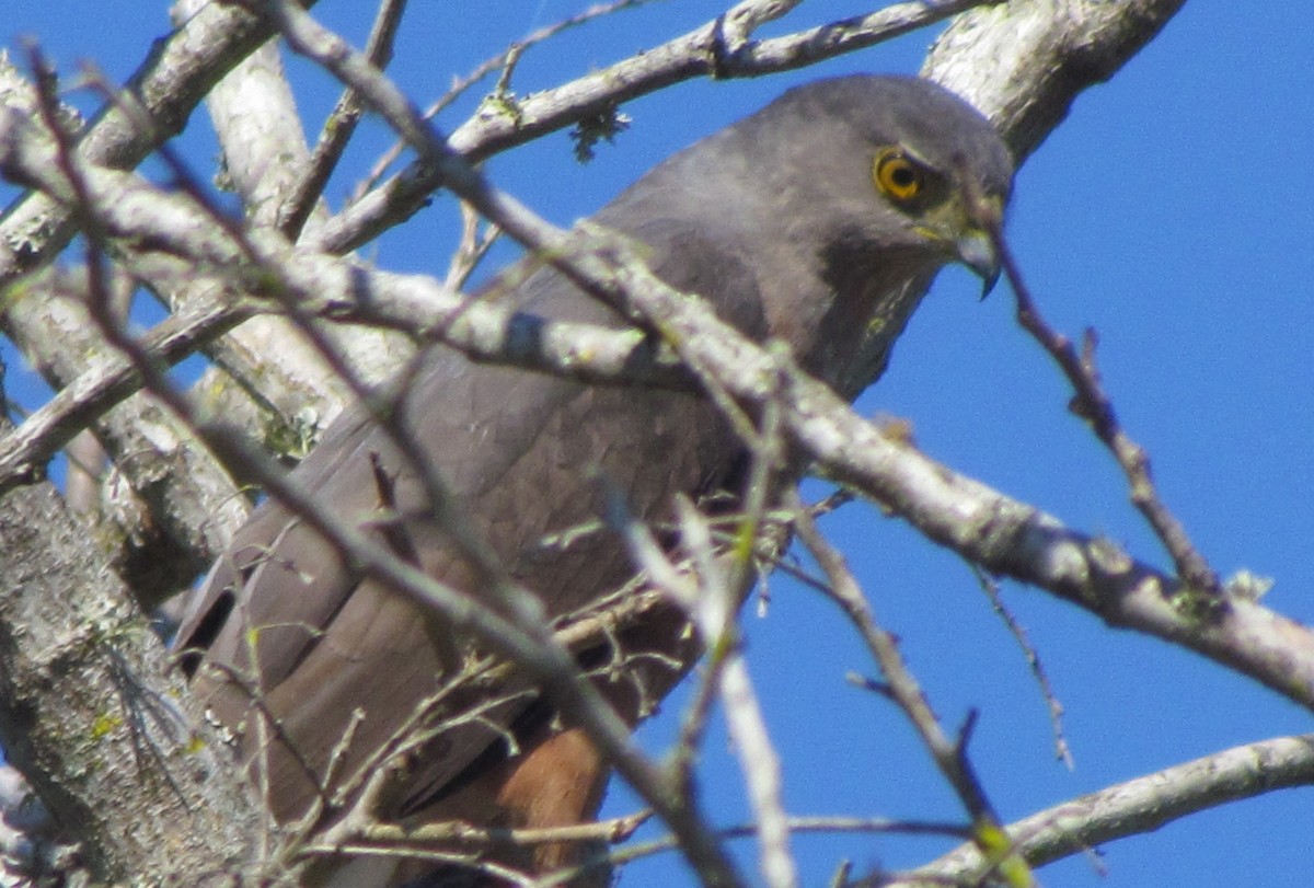 Bicolored Hawk - ML354971831