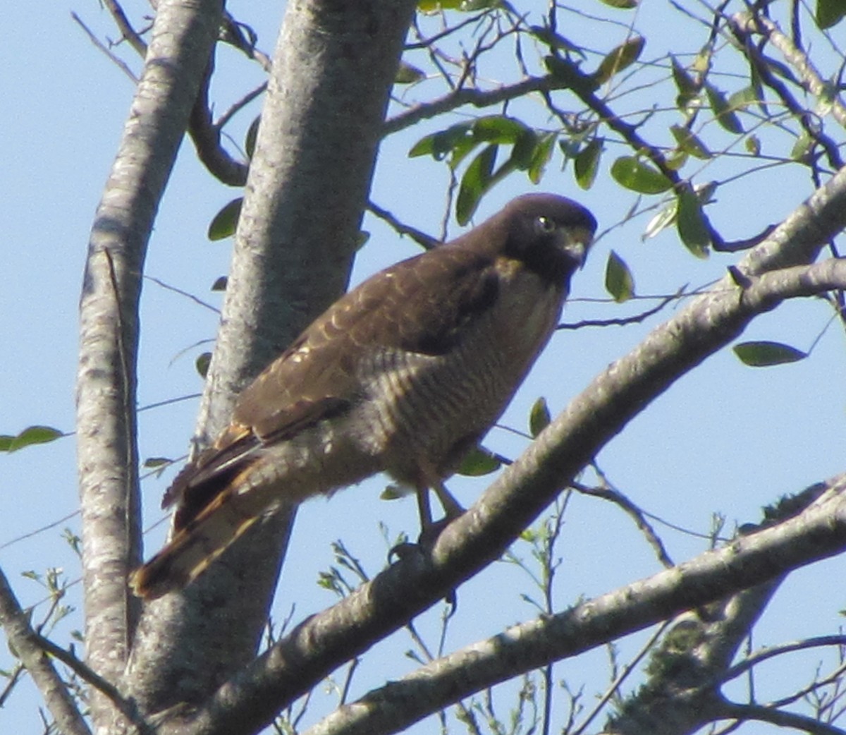 Roadside Hawk - ML354971911