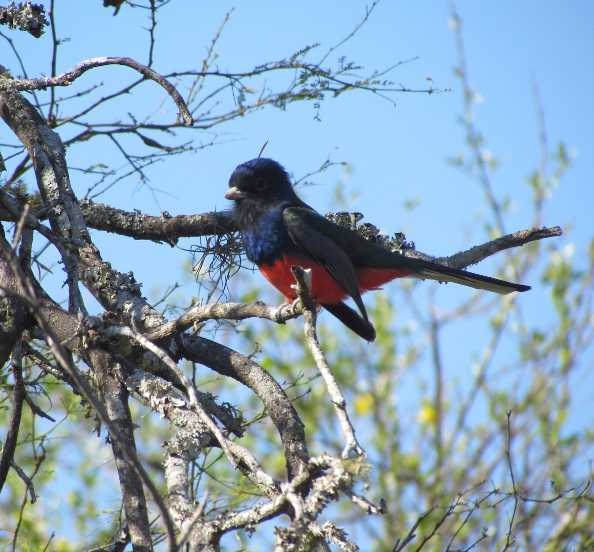 Surucua Trogon - ML354971941