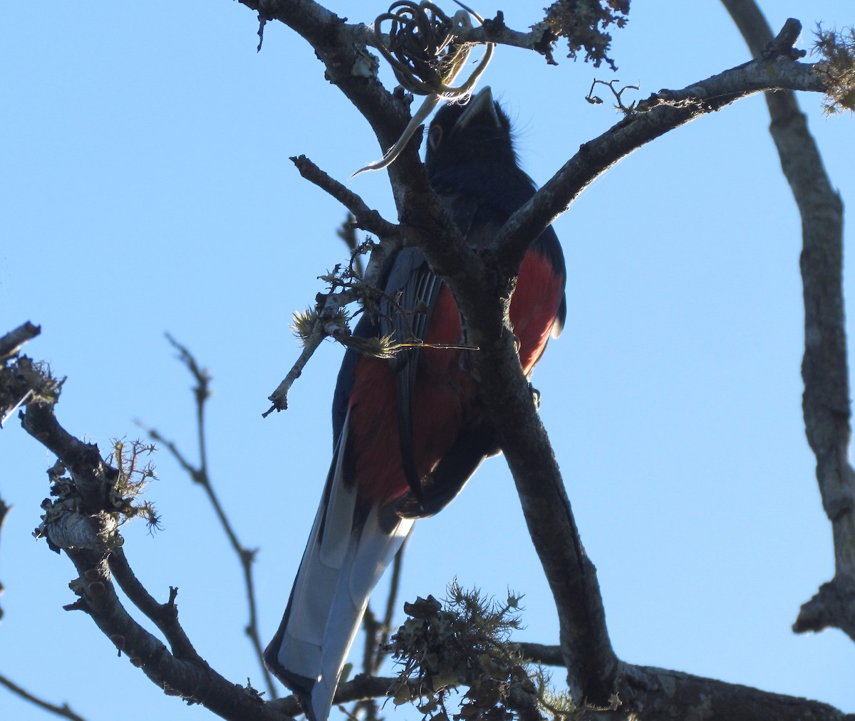 Trogon surucua - ML354971991