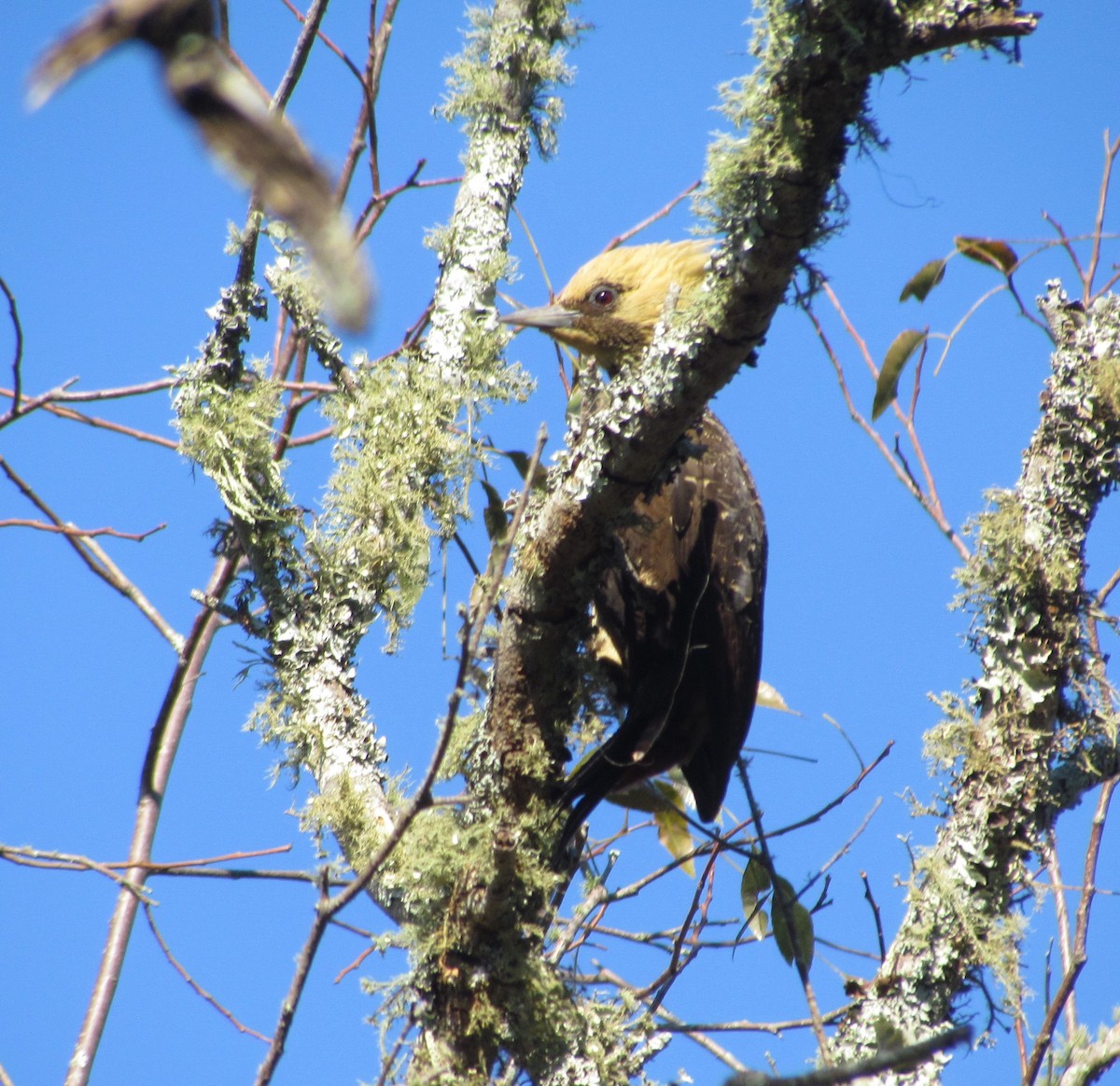 Pale-crested Woodpecker - cynthia arenas