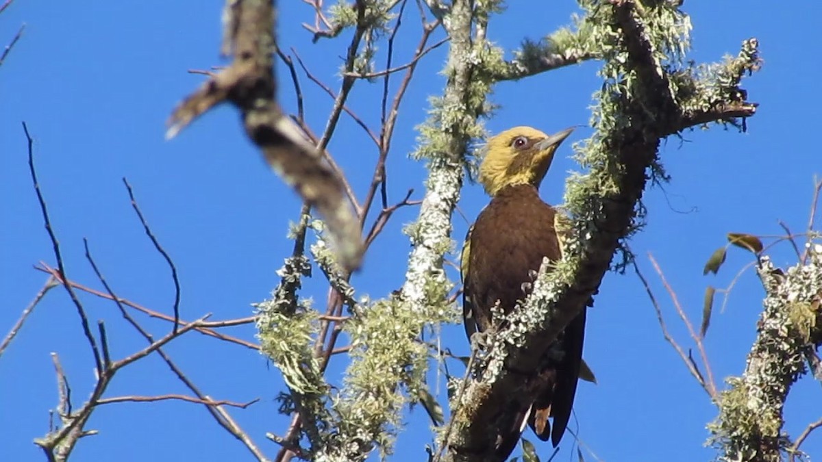 Pale-crested Woodpecker - ML354972171