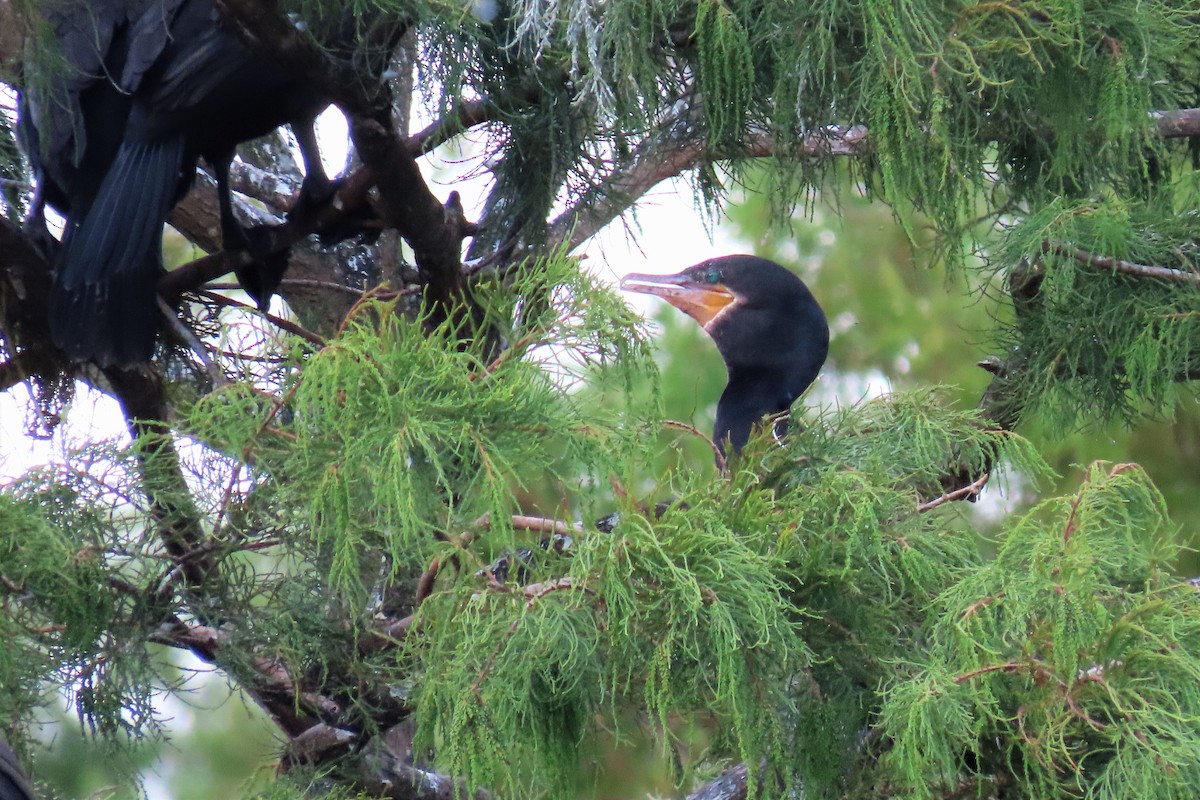 Neotropic Cormorant - Susan Young