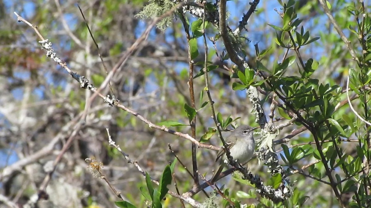 Plain Tyrannulet - ML354972271