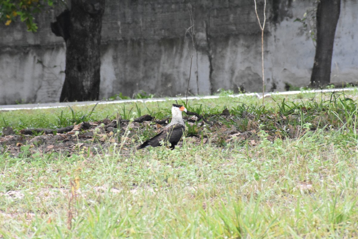 Crested Caracara (Southern) - ML354972291