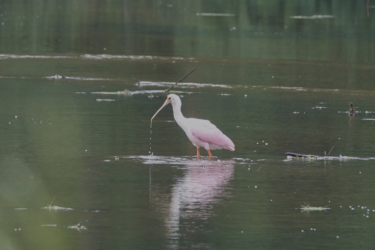 Roseate Spoonbill - ML354972451