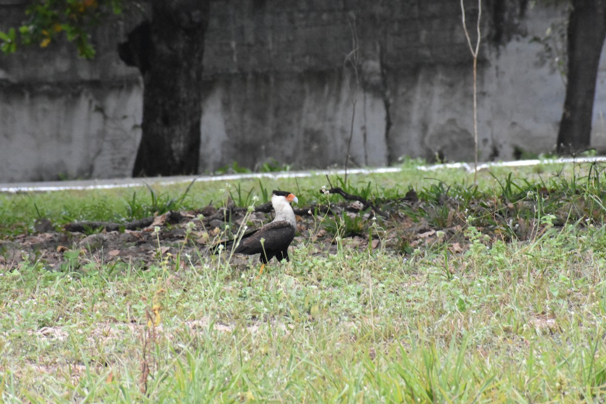 Crested Caracara (Southern) - ML354972491