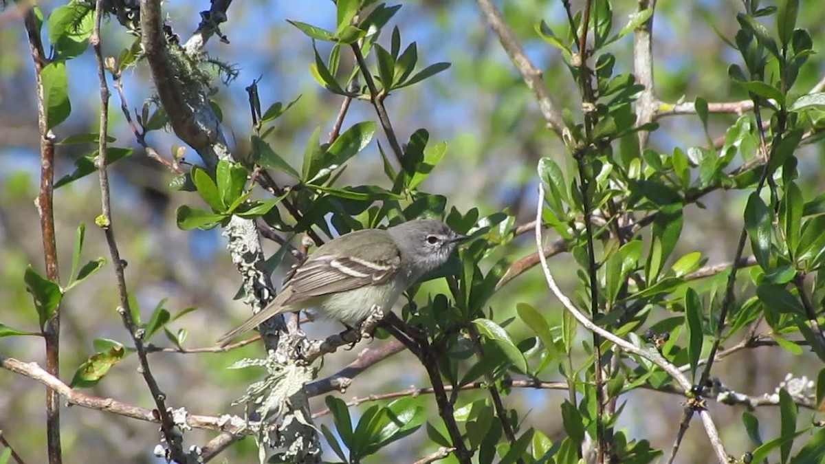 Plain Tyrannulet - ML354972511