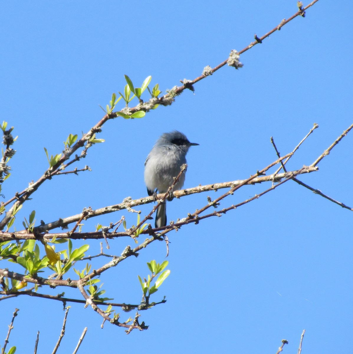 Masked Gnatcatcher - ML354972641