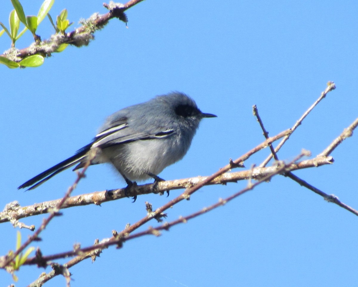 Masked Gnatcatcher - ML354972721