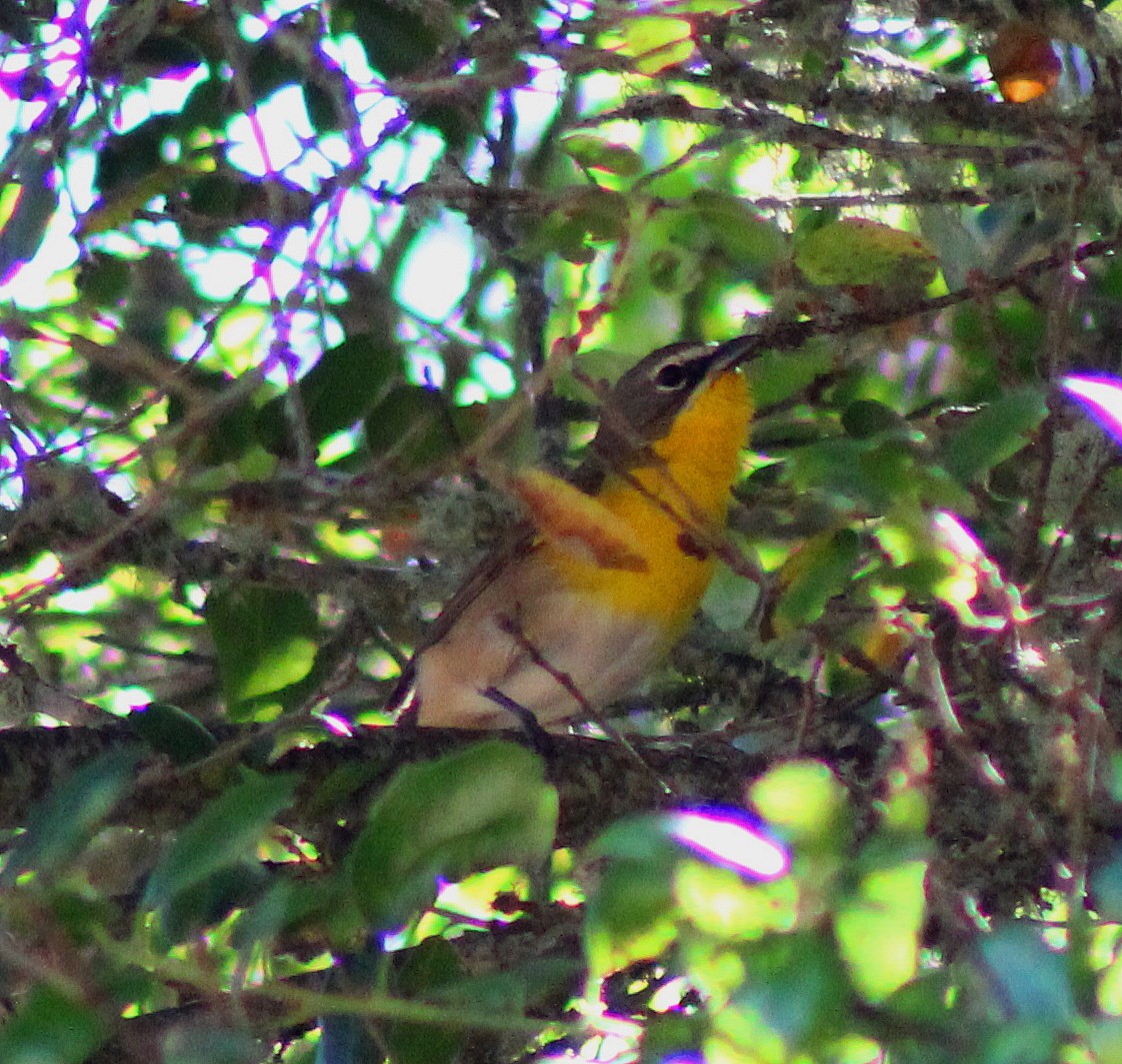 Yellow-breasted Chat - ML35497281