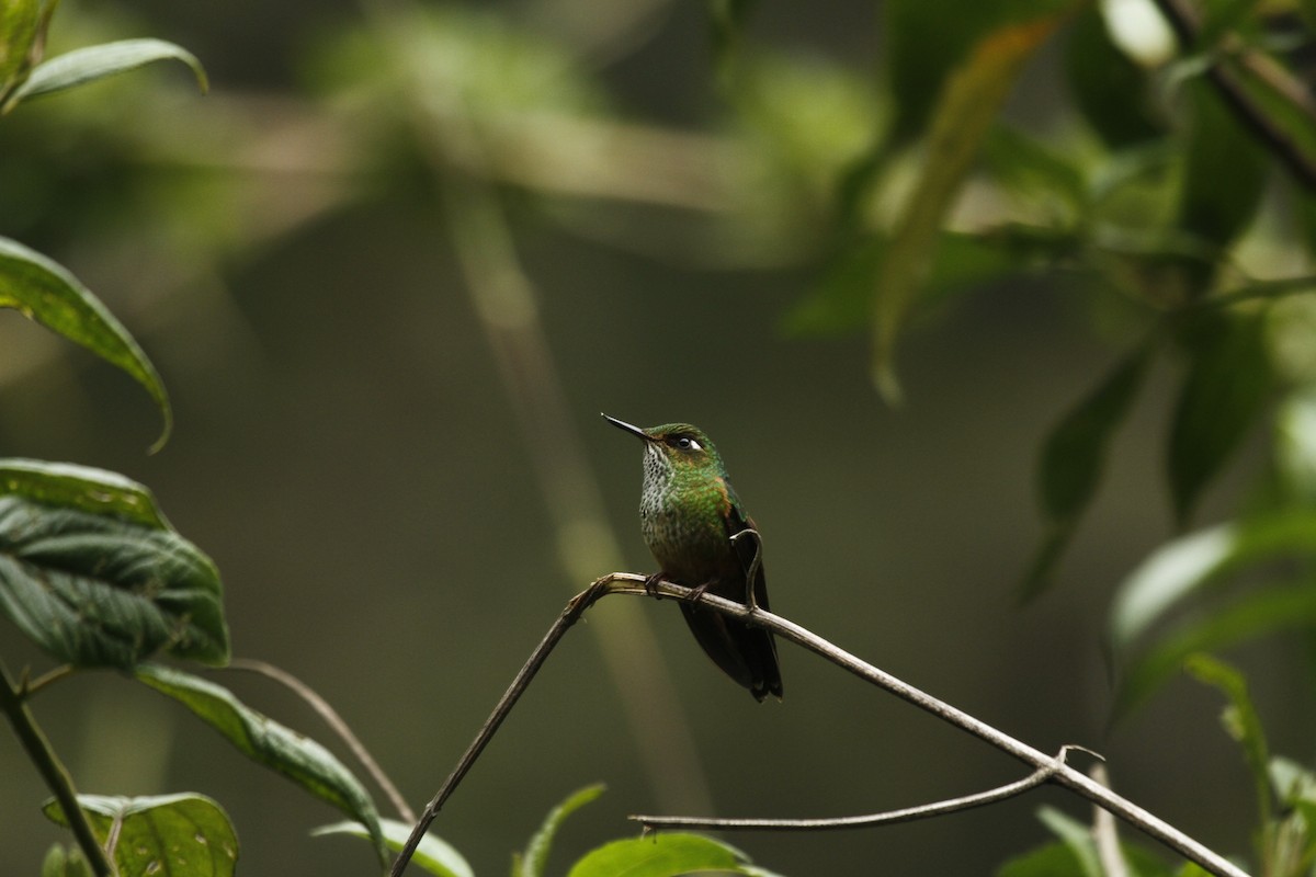 Fleckenbauchkolibri - ML354973091