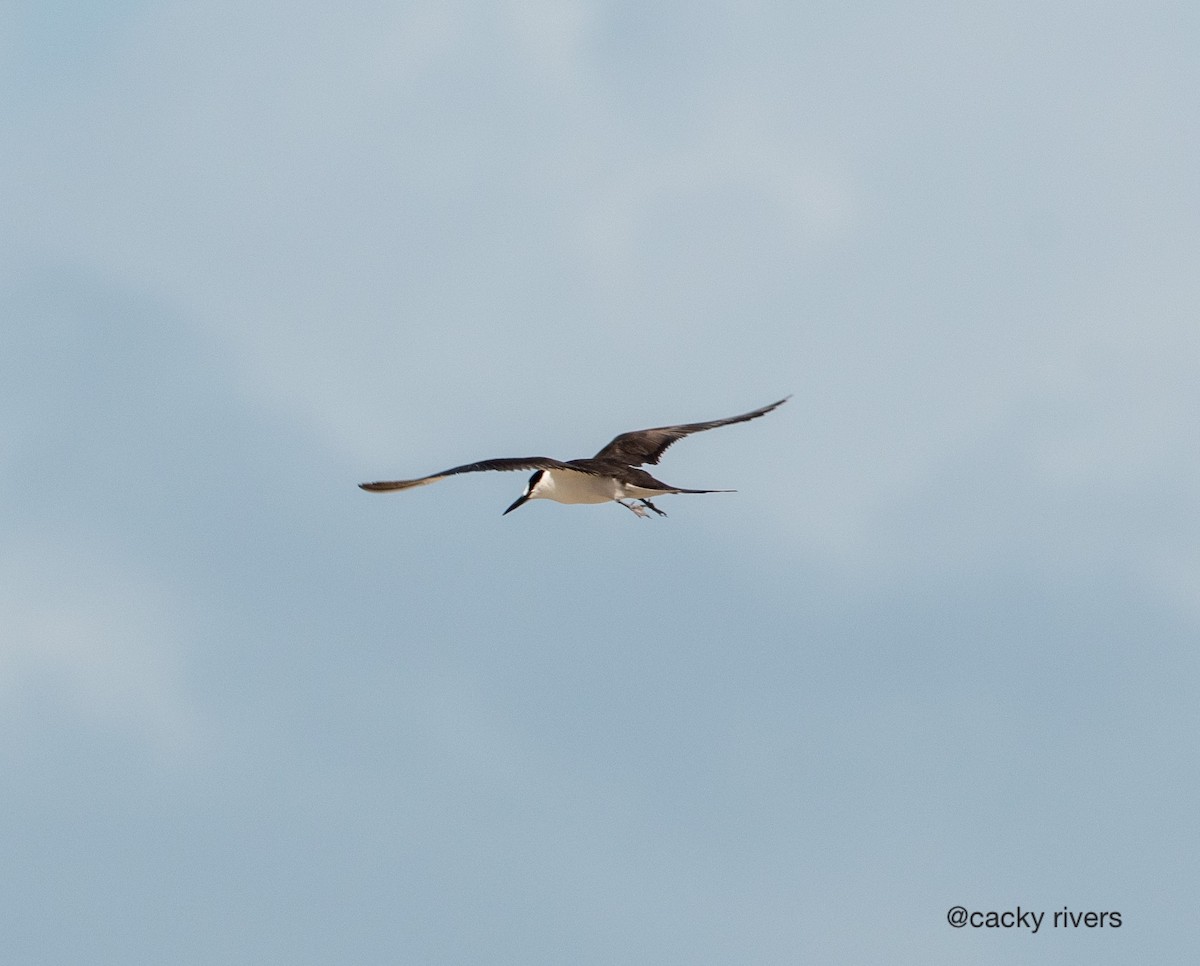 Sooty Tern - ML354973461