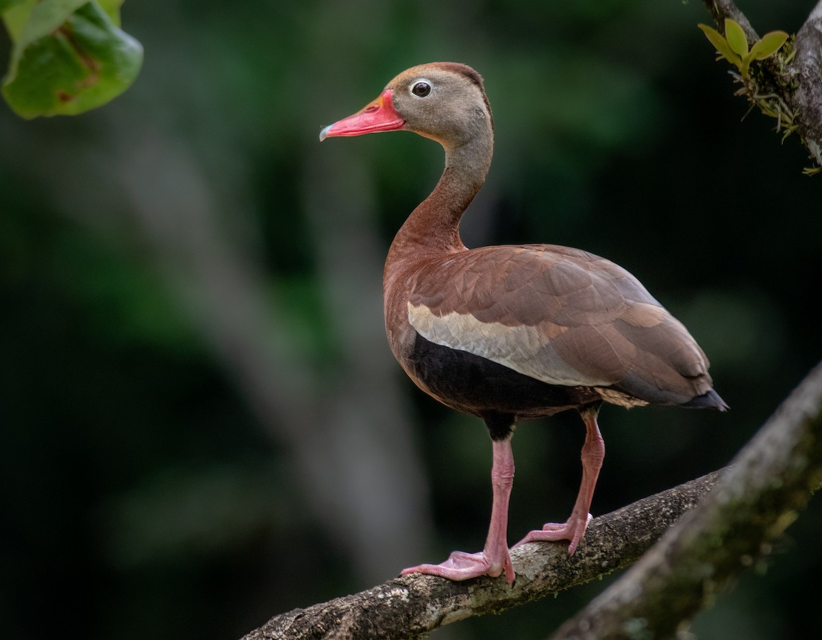 Black-bellied Whistling-Duck - ML354974891