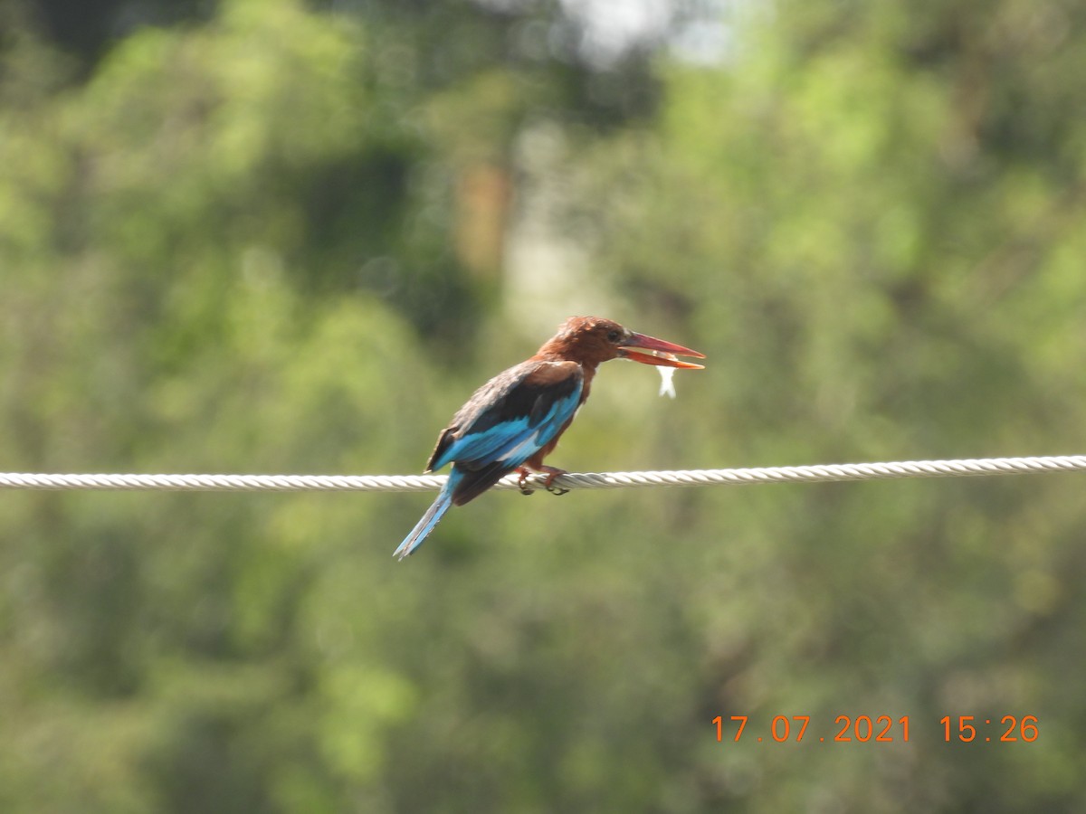 White-throated Kingfisher - ML354975211