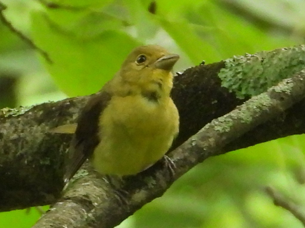 Scarlet Tanager - ML354976591