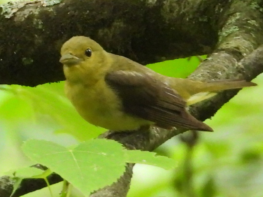 Scarlet Tanager - ML354976601