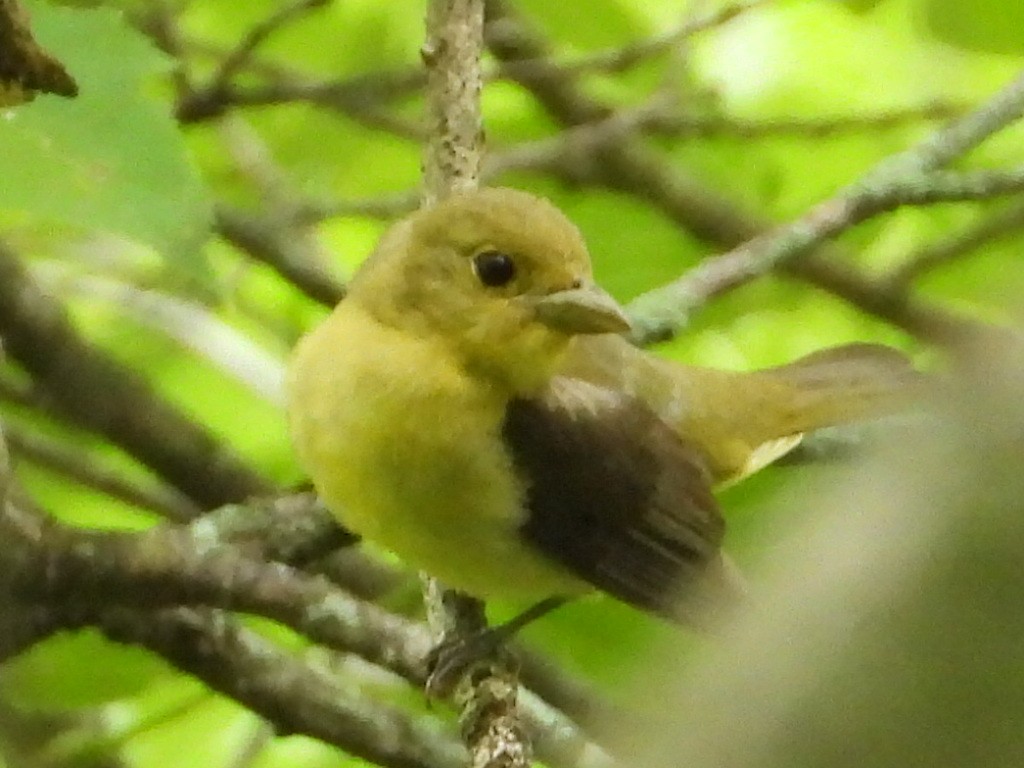 Scarlet Tanager - ML354976611