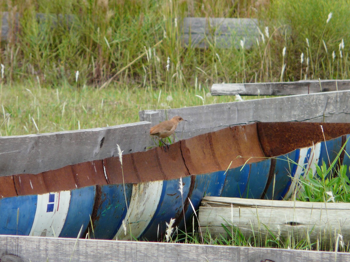 Rufous Hornero - ML354977471