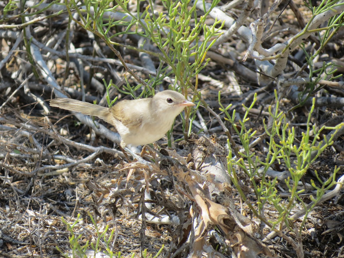 Subdesert Brush-Warbler - ML35497761