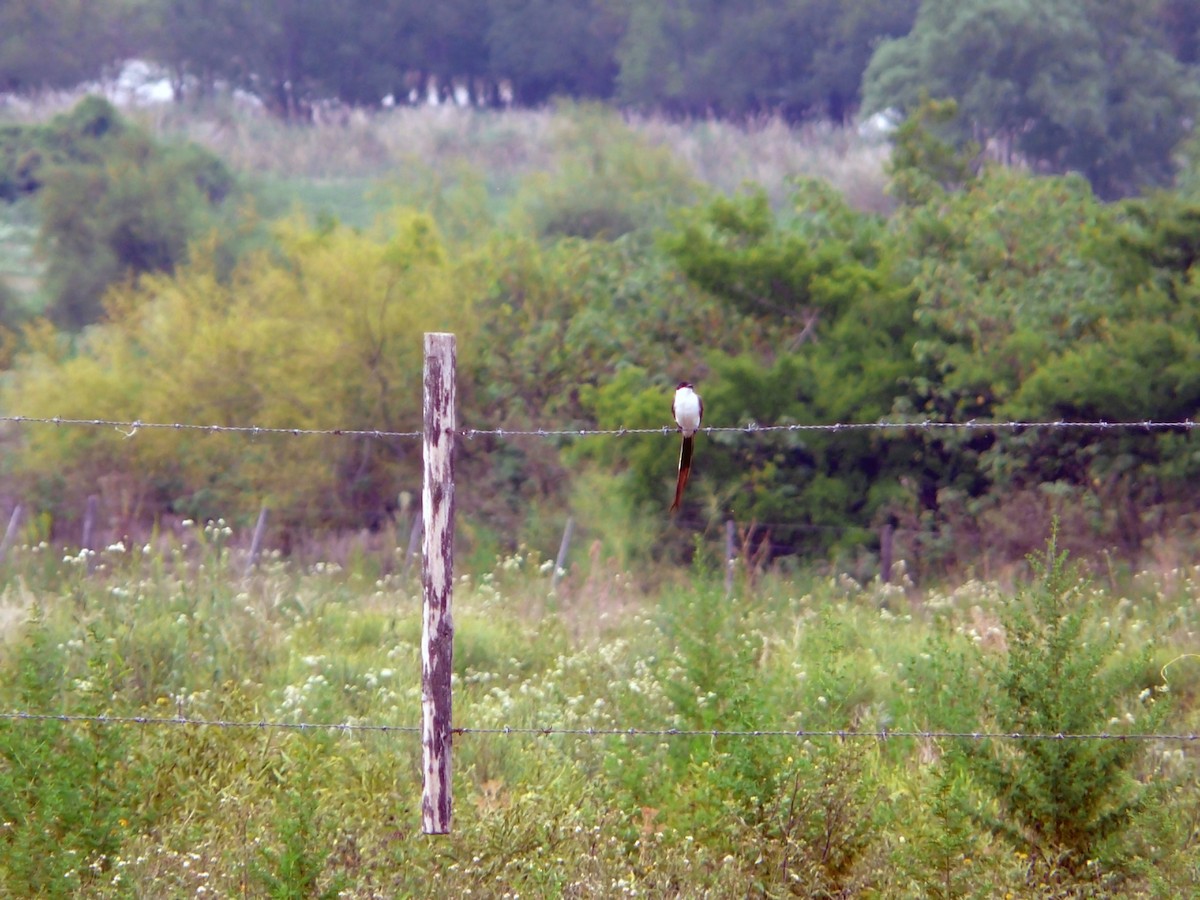 Fork-tailed Flycatcher - ML354977611