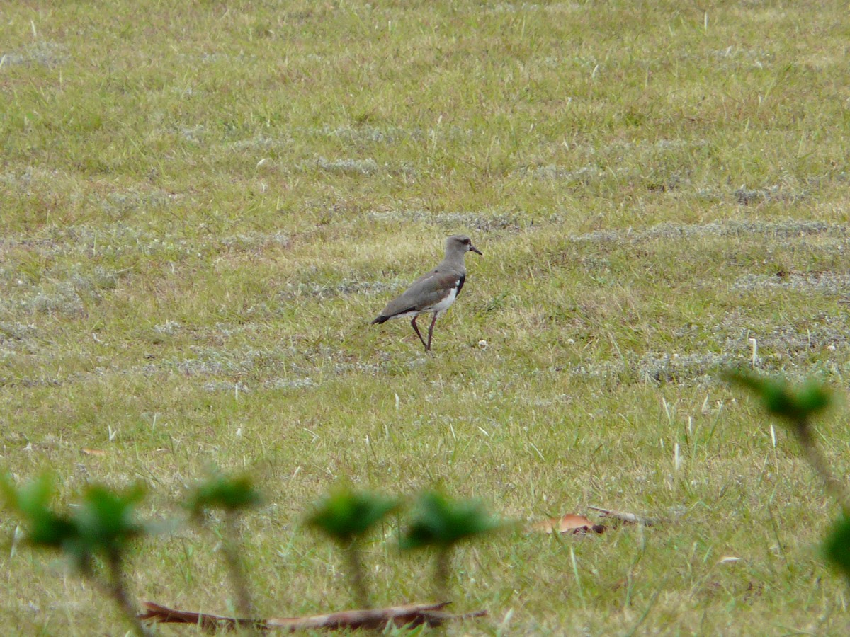 Southern Lapwing - ML354977661