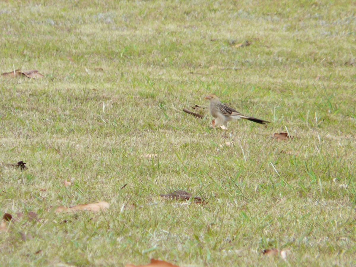 Guira Cuckoo - ML354977731