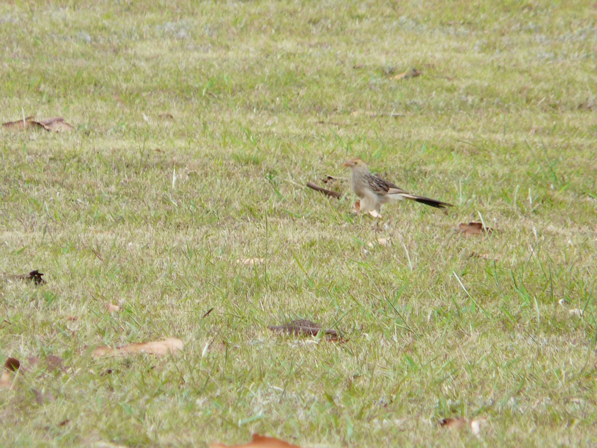 Guira Cuckoo - ML354977731