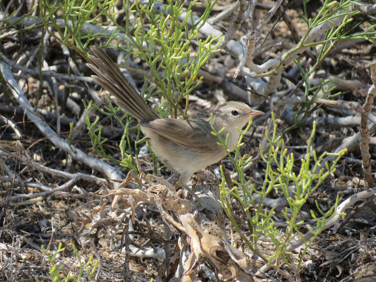 Subdesert Brush-Warbler - Sara Miller